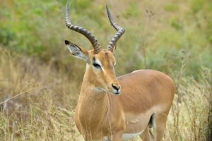Springbok-animal